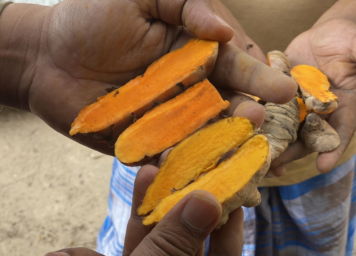 Lakadong turmeric (deep orange) versus regular turmeric (pale yellow) — held in real hands in Meghalaya