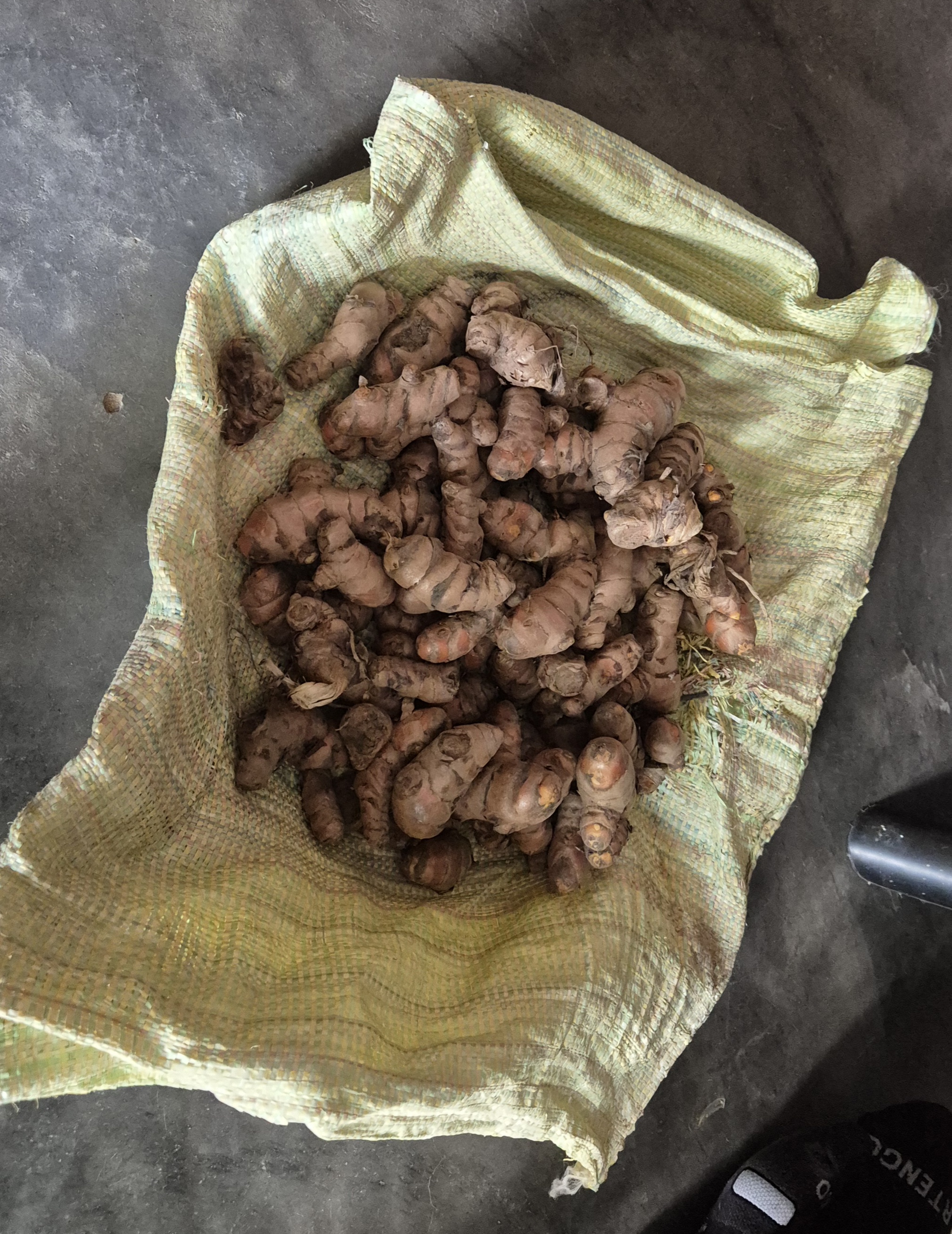 Freshly harvested Lakadong turmeric rhizomes in Laskien Village